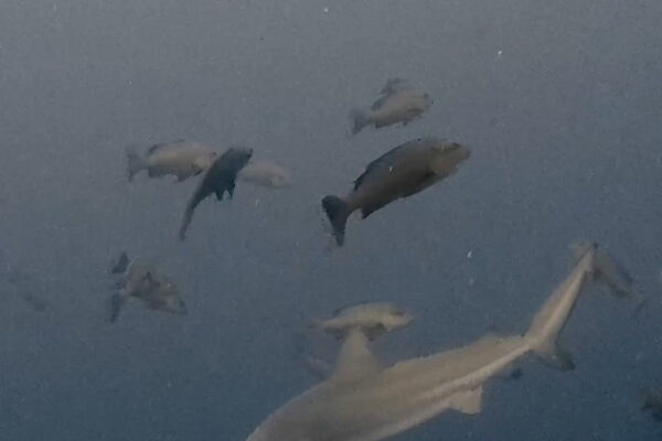 ブルシャークとバラフエダイ放精放卵とダウンカレント