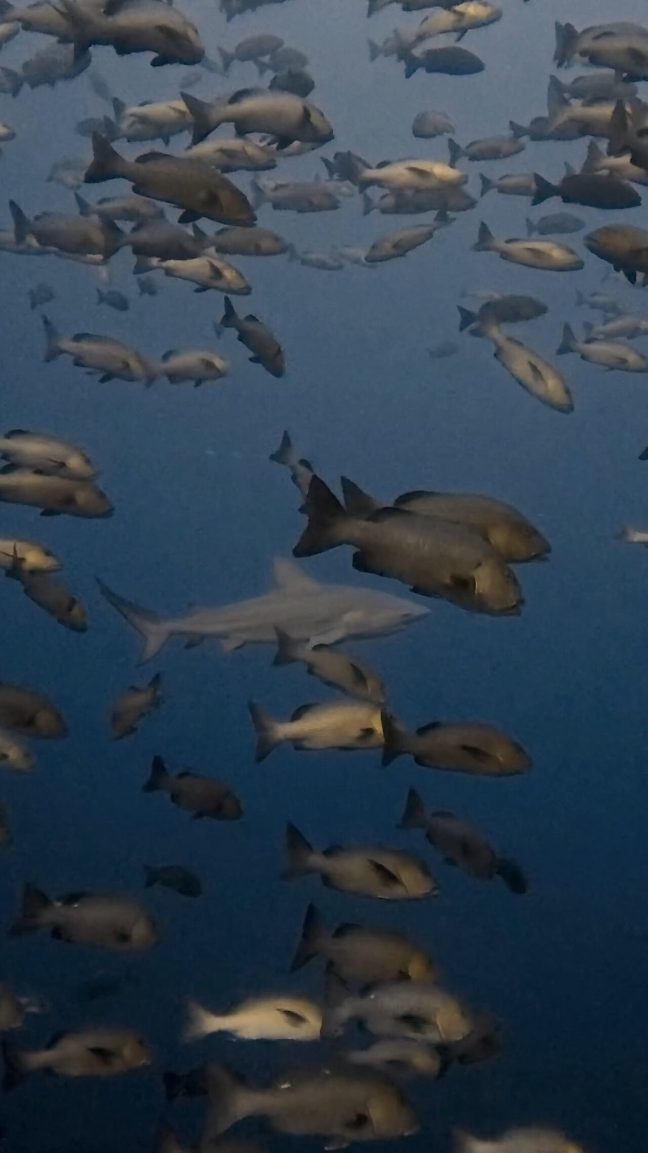 ブルシャークとロウニンアジとバラフエダイ ペリリューコーナー ペリリューカット ペリリューエキスプレス オレンジビーチ パラオ ペリリュー島のダイビングショップ|OMZオムズ