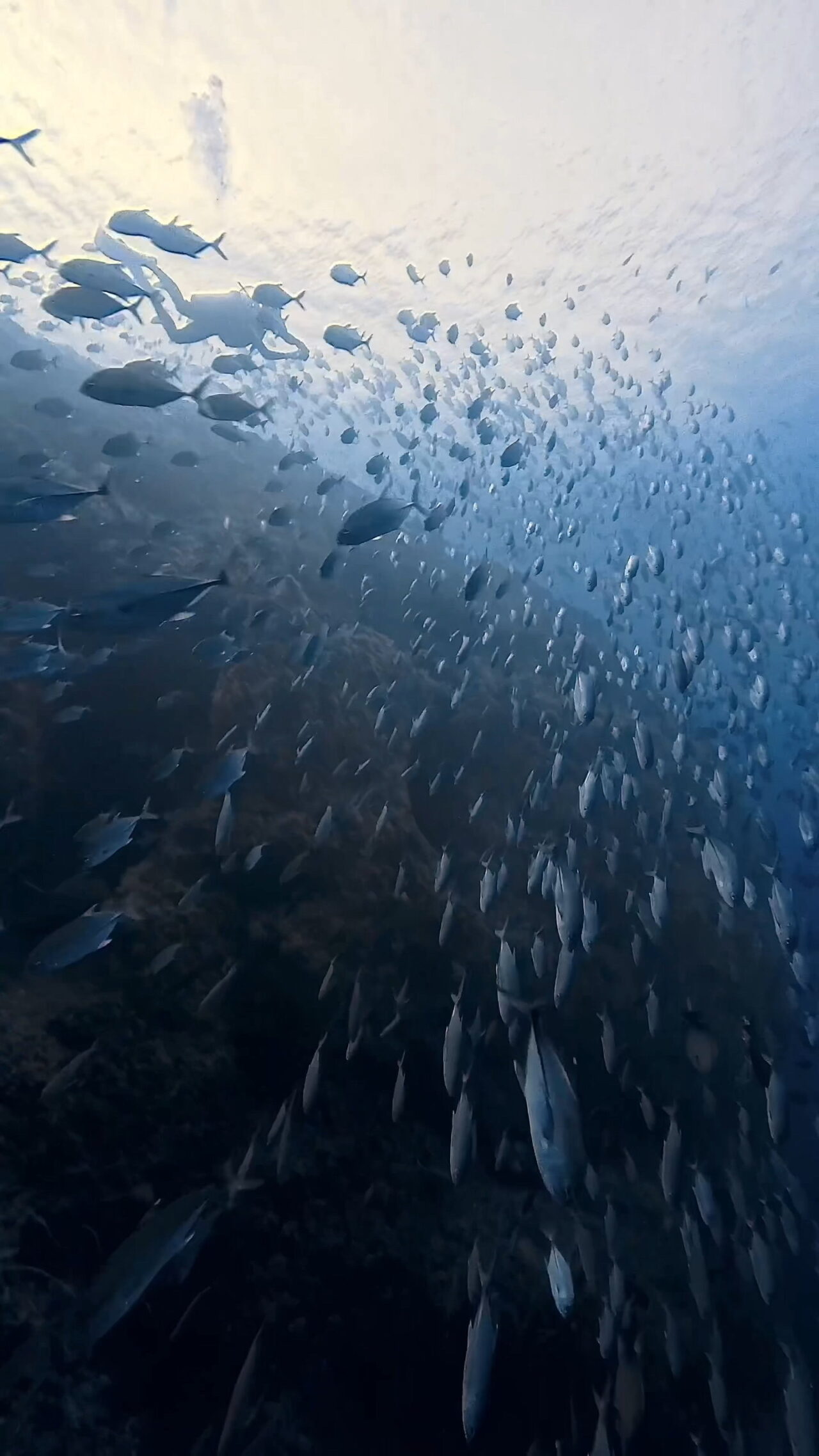 ペリリューとロウニンアジ ペリリューコーナー ペリリューカット ペリリューエキスプレス パラオ ペリリュー島のダイビングショップ|OMZオムズ