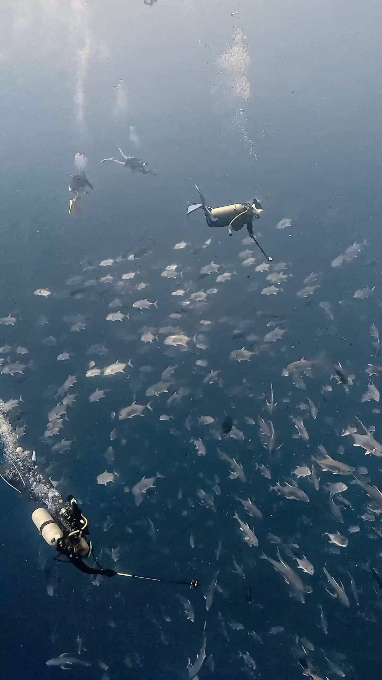 ブルシャークはその裏に ペリリューコーナー ペリリューカット ペリリューエキスプレス パラオ ペリリュー島のダイビングショップ｜OMZオムズ