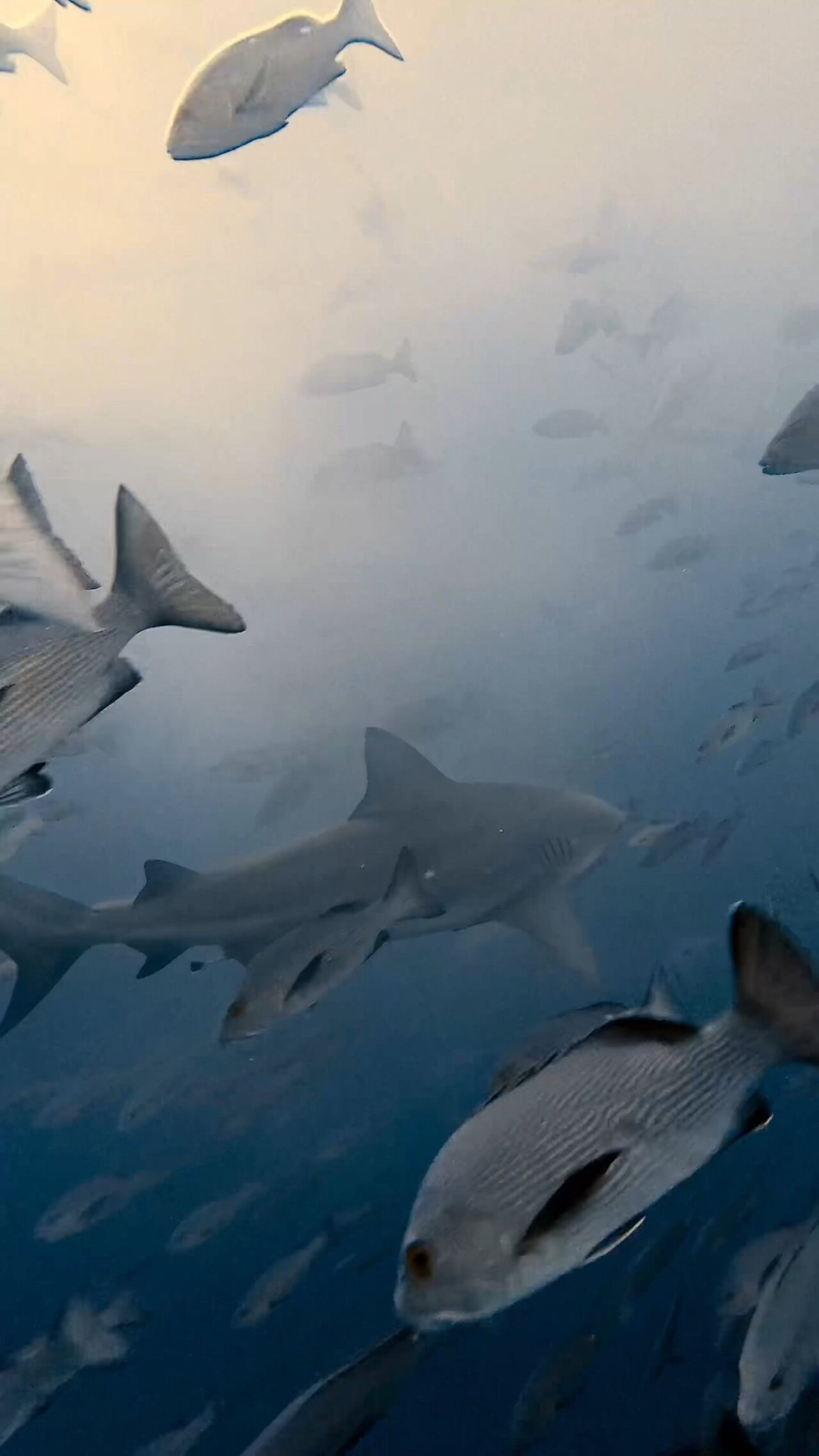 ブルの後ろ姿が逞しい ペリリューコーナー ペリリューカット ペリリューエキスプレス パラオ ペリリュー島のダイビングショップ｜OMZオムズ