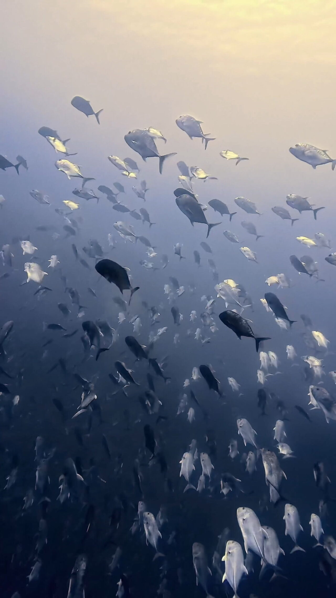 ペリリューとロウニンアジ ペリリューコーナー ペリリューカット ペリリューエキスプレス パラオ ペリリュー島のダイビングショップ|OMZオムズ