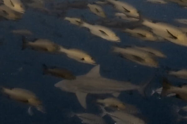 ブルシャークとロウニンアジとバラフエダイ