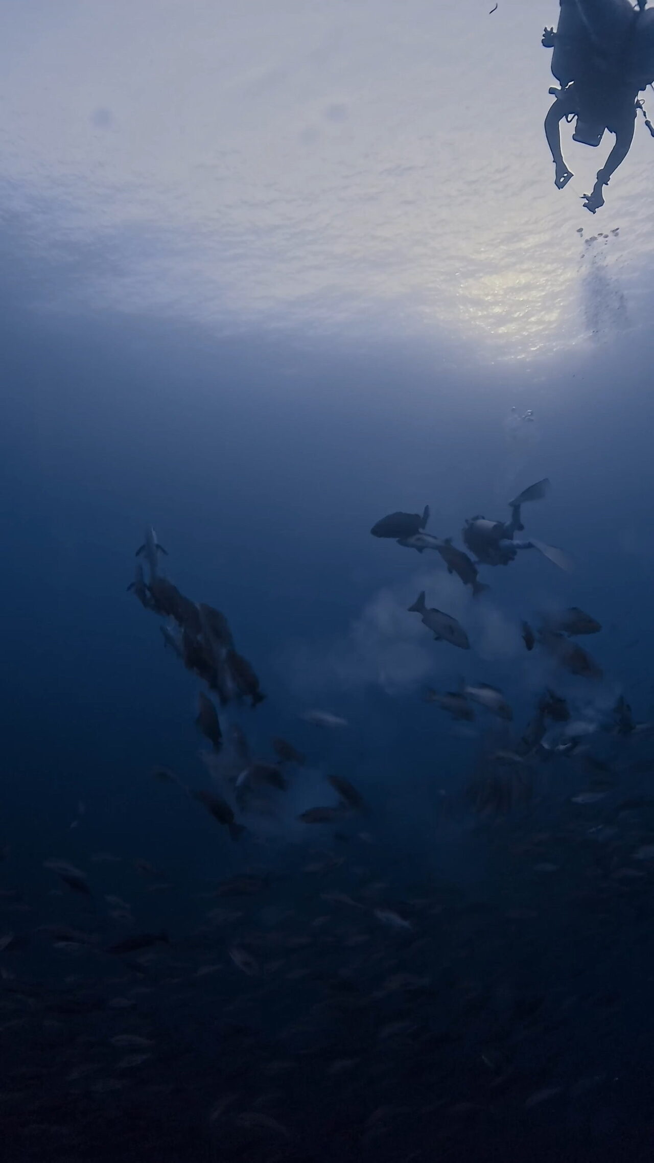 ブルシャークはその裏に ペリリューコーナー ペリリューカット ペリリューエキスプレス パラオ ペリリュー島のダイビングショップ｜OMZオムズ