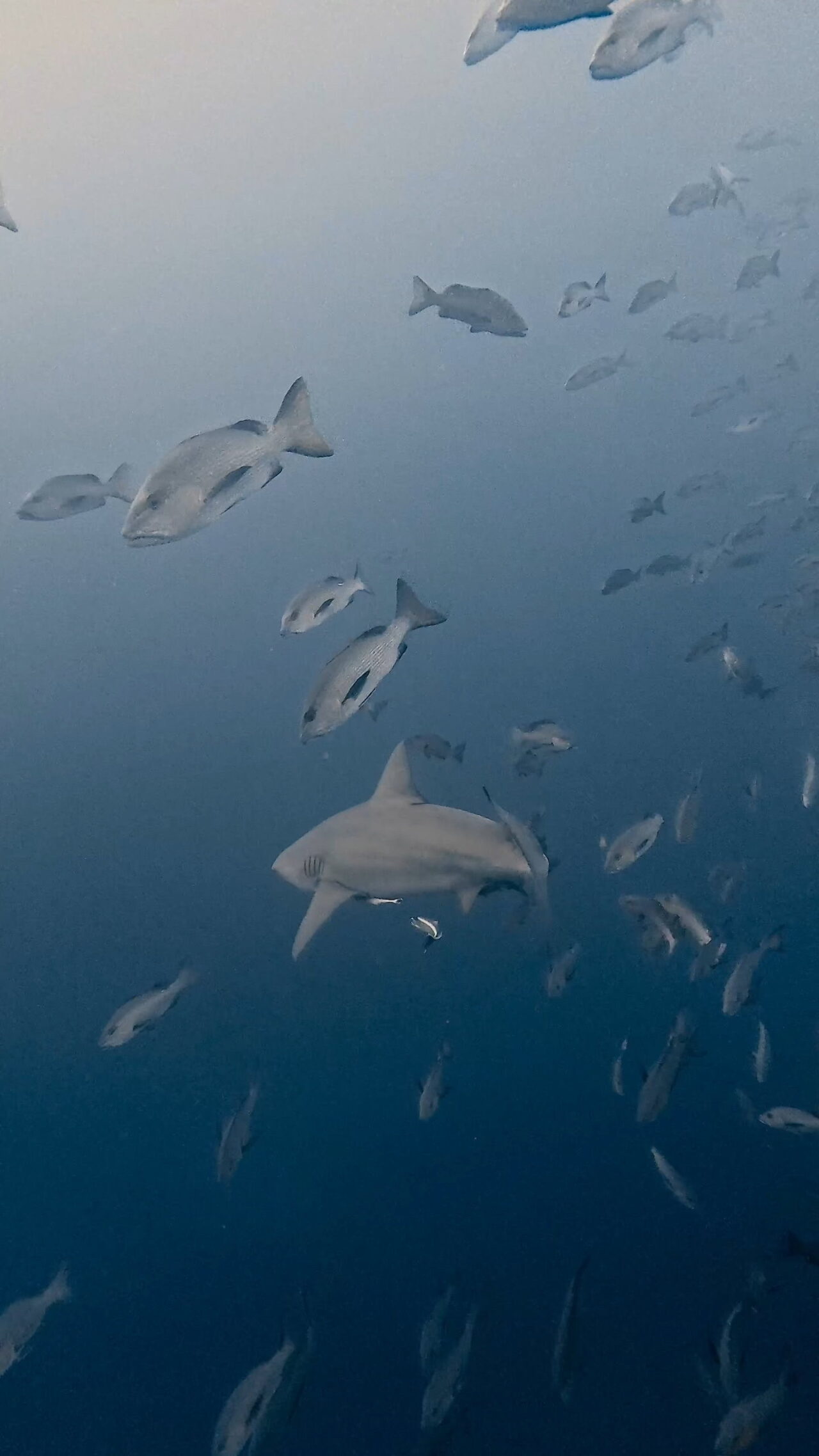 ブルの後ろ姿が逞しい ペリリューコーナー ペリリューカット ペリリューエキスプレス パラオ ペリリュー島のダイビングショップ｜OMZオムズ