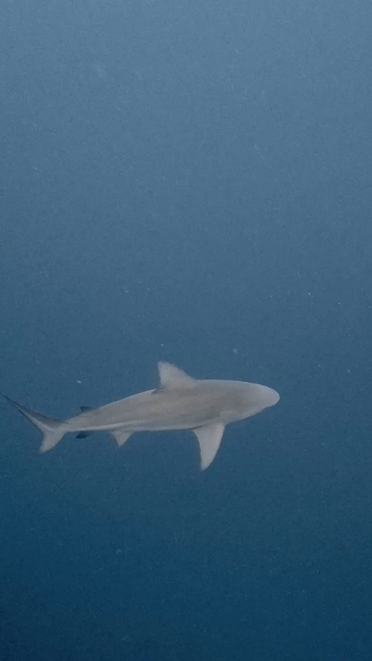 ブルシャークとバラフエダイ放精放卵とダウンカレント ペリリューコーナー ペリリューカット ペリリューエキスプレス パラオ ペリリュー島のダイビングショップ｜OMZオムズ