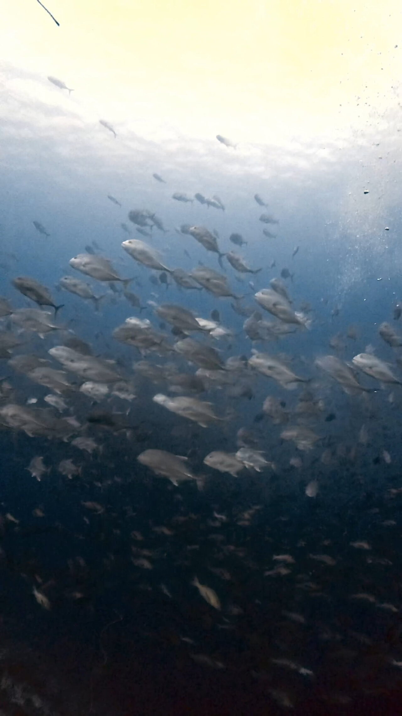 ブルシャークとロウニンアジとバラフエダイ ペリリューコーナー ペリリューカット ペリリューエキスプレス オレンジビーチ パラオ ペリリュー島のダイビングショップ|OMZオムズ