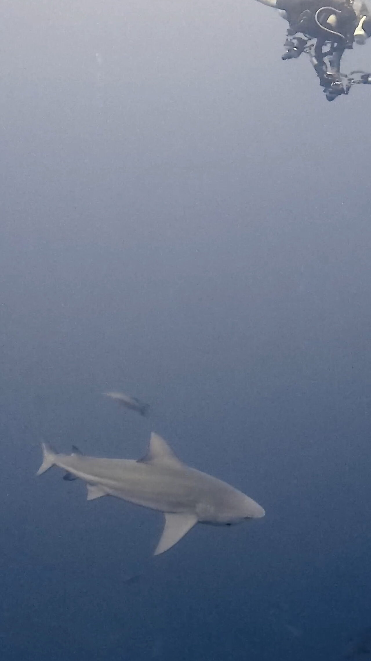 ブルシャークとバラフエダイ放精放卵とダウンカレント ペリリューコーナー ペリリューカット ペリリューエキスプレス パラオ ペリリュー島のダイビングショップ｜OMZオムズ