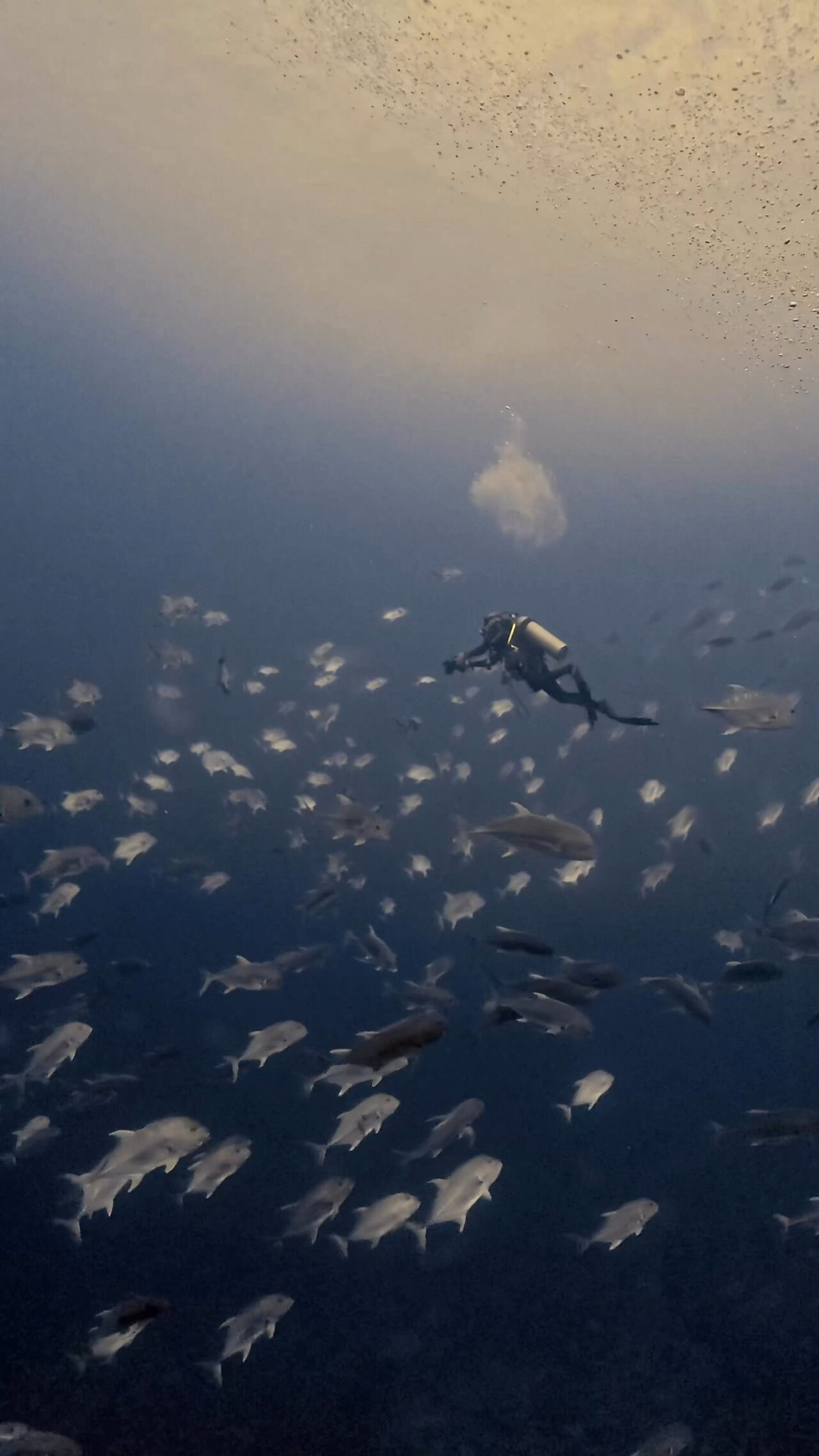 アクションダイビング ペリリューコーナー ペリリューカット ペリリューエキスプレス パラオ ペリリュー島のダイビングショップ｜OMZオムズ