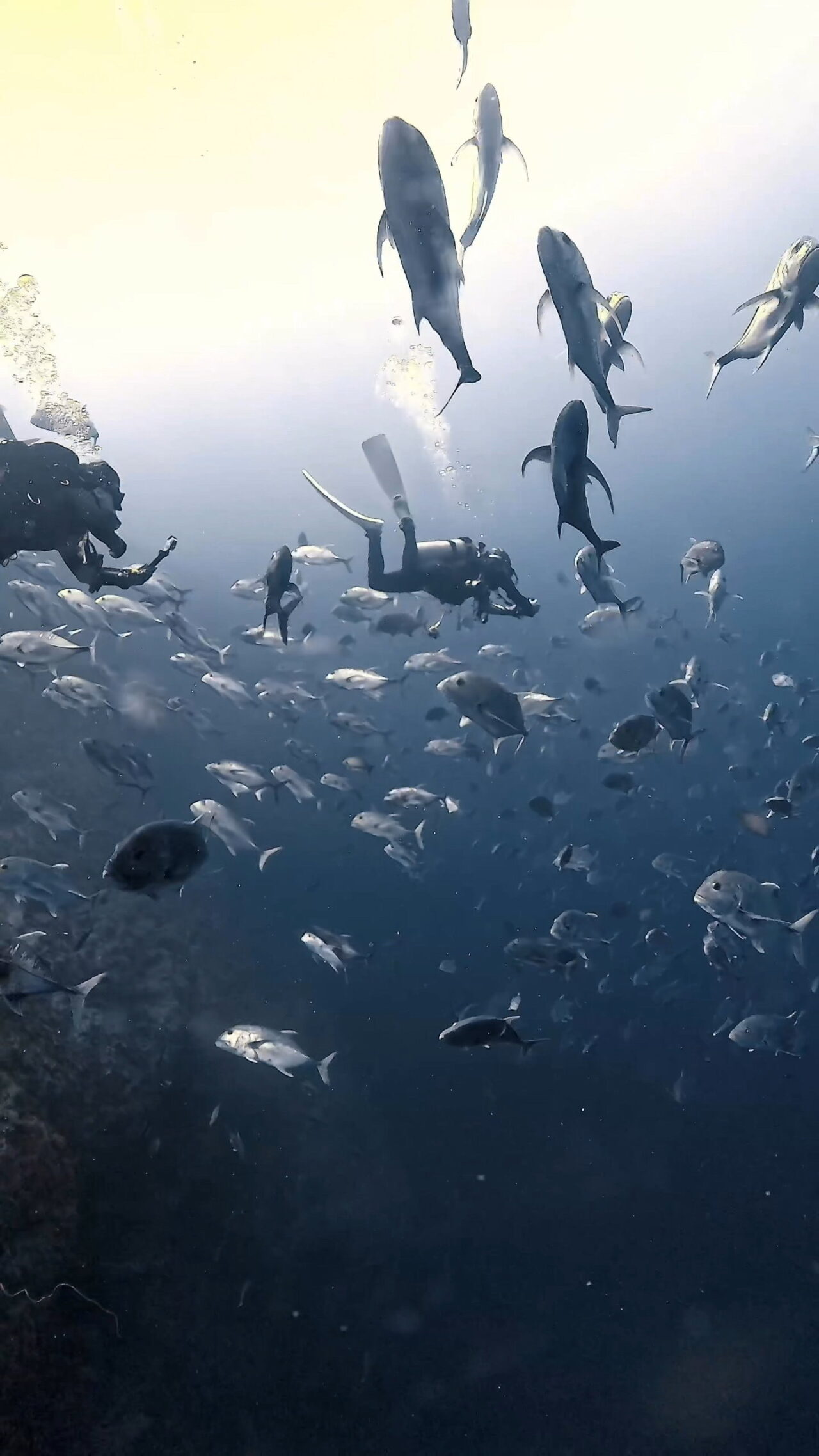 オニヒラアジ瞬間移動 ペリリューカット ペリリューエキスプレス ロングエキスプレス パラオ ペリリュー島のダイビングショップ|OMZオムズ