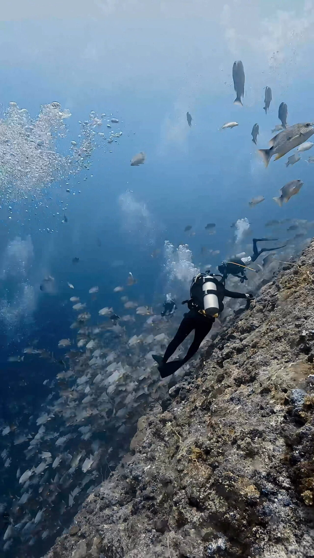 カマストガリザメとイレズミフエダイの攻防 ペリリューエキスプレス パラオ ペリリュー島のダイビングショップ｜OMZオムズ