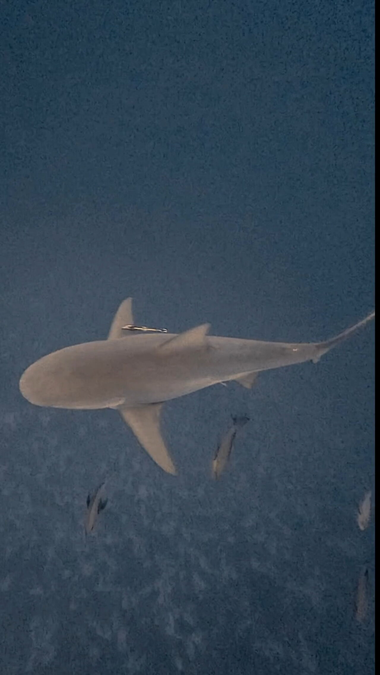 バラフエダイを狙うブルシャーク ペリリューコーナー ペリリューカット ペリリューエキスプレス パラオ ペリリュー島のダイビングショップ｜OMZオムズ