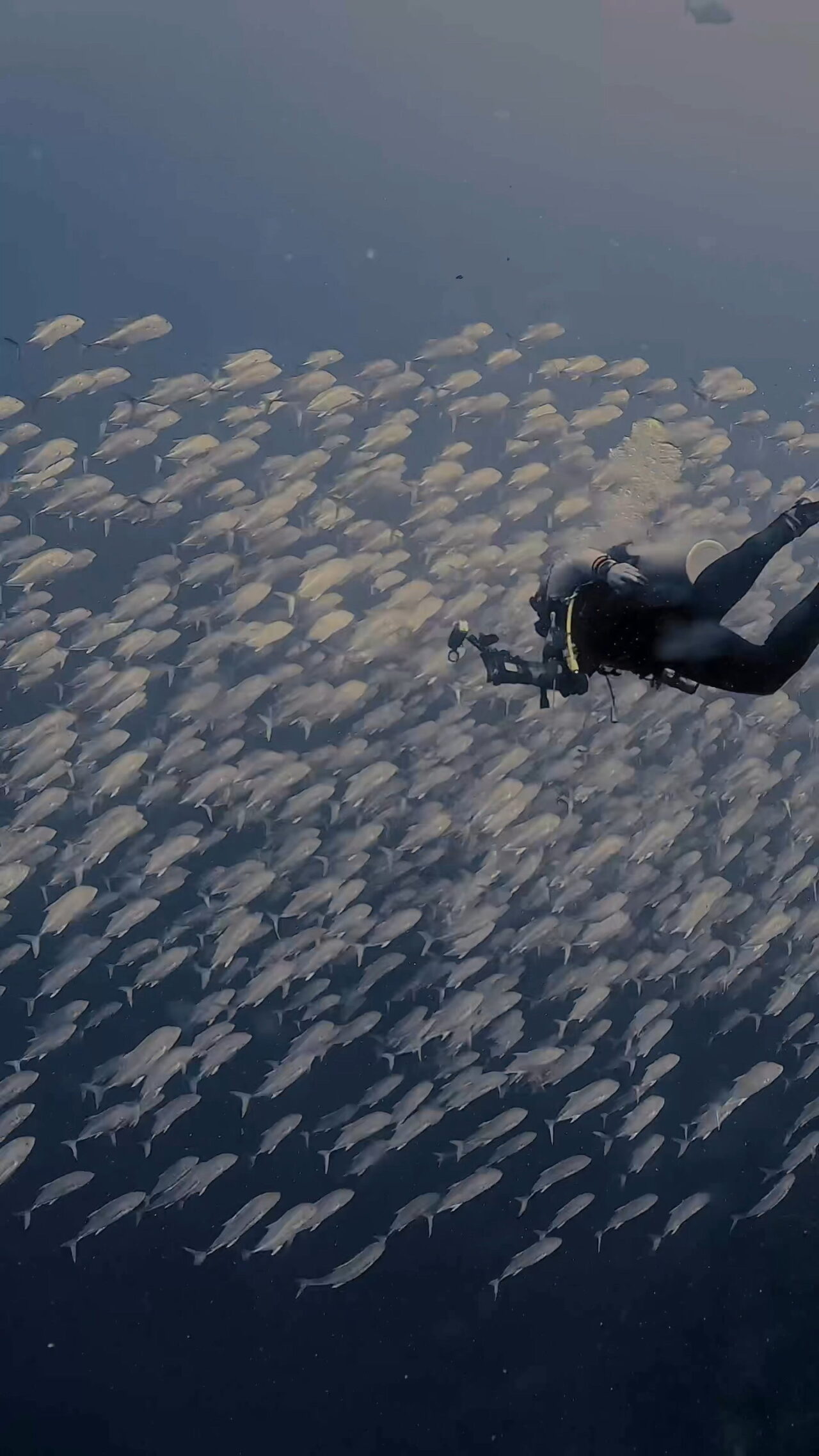 オニヒラアジ瞬間移動 ペリリューカット ペリリューエキスプレス ロングエキスプレス パラオ ペリリュー島のダイビングショップ|OMZオムズ