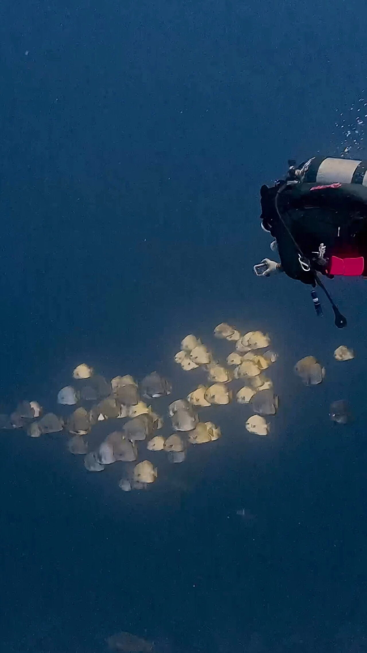 タイガーシャーク現る ペリリューコーナー ペリリューカット ペリリューエキスプレス タートルコーブ パラオ ペリリュー島のダイビングショップ|OMZオムズ