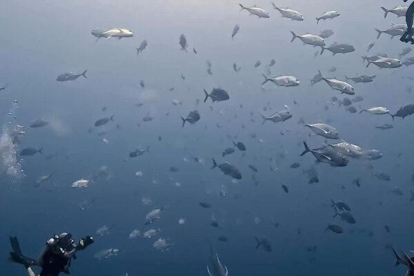 アクションダイビング