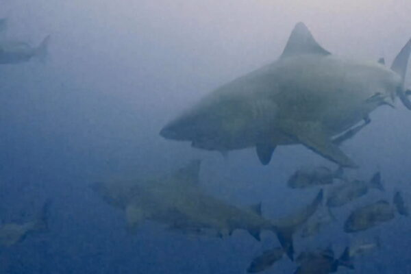 ブルシャーク、カマストガリザメ四方八方から