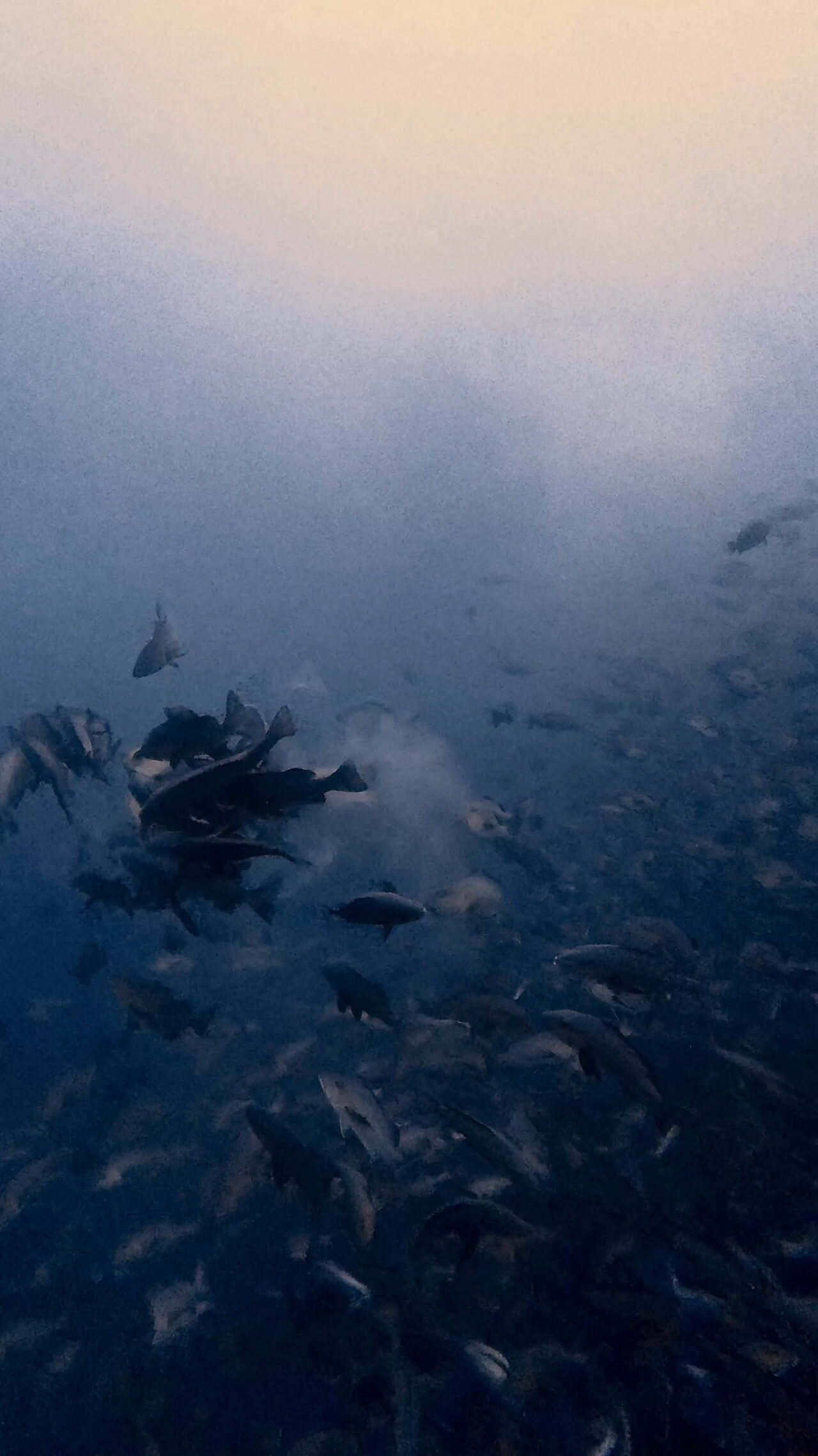 真っ白 ペリリューコーナー ペリリューカット ペリリューエキスプレス パラオ ペリリュー島のダイビングショップ|OMZオムズ