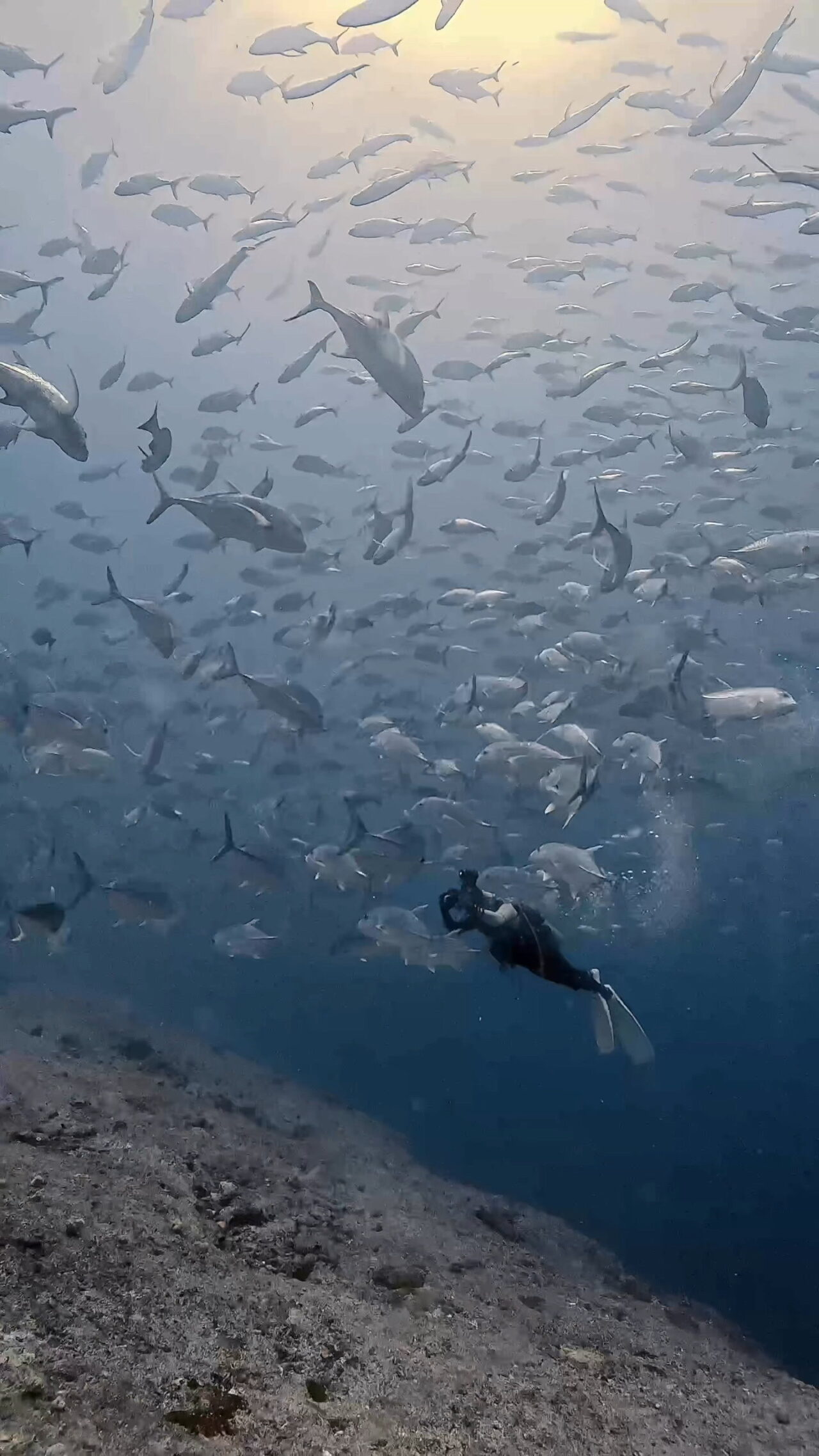 キラキラ光るミカヅキツバメウオ ペリリューコーナー ペリリューカット ペリリューエキスプレス パラオ ペリリュー島のダイビングショップ｜OMZオムズ