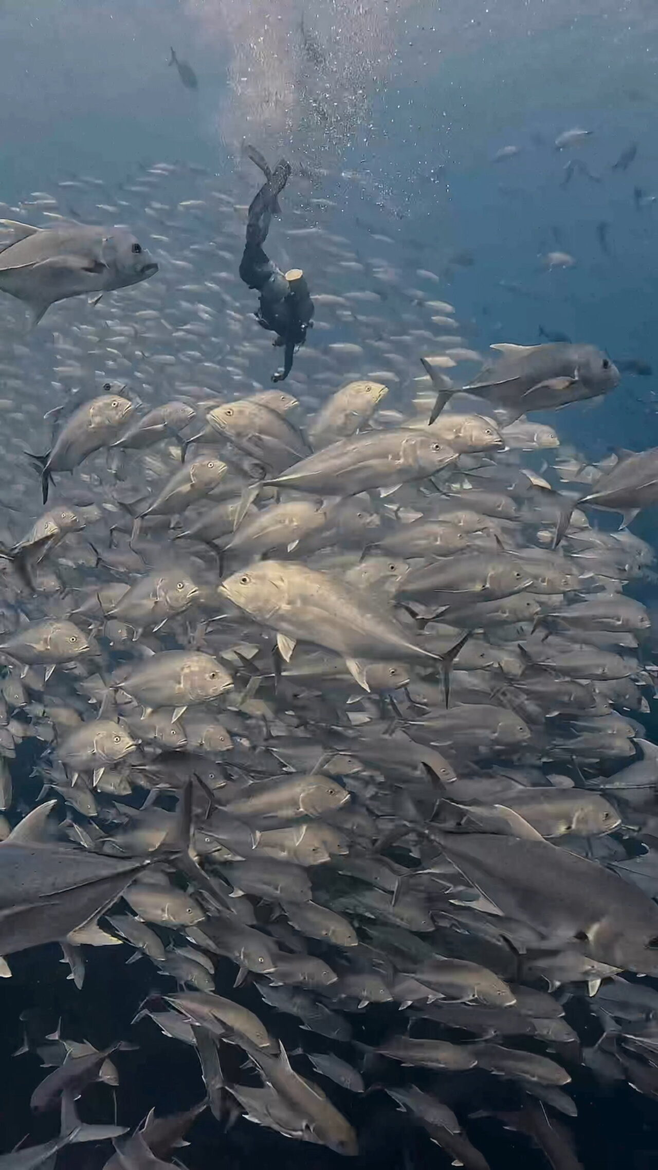 ぐちゃぐちゃオニヒラアジとロウニンアジ ペリリューコーナー ペリリューカット ペリリューエキスプレス オレンジビーチ パラオ ペリリュー島のダイビングショップ｜OMZオムズ