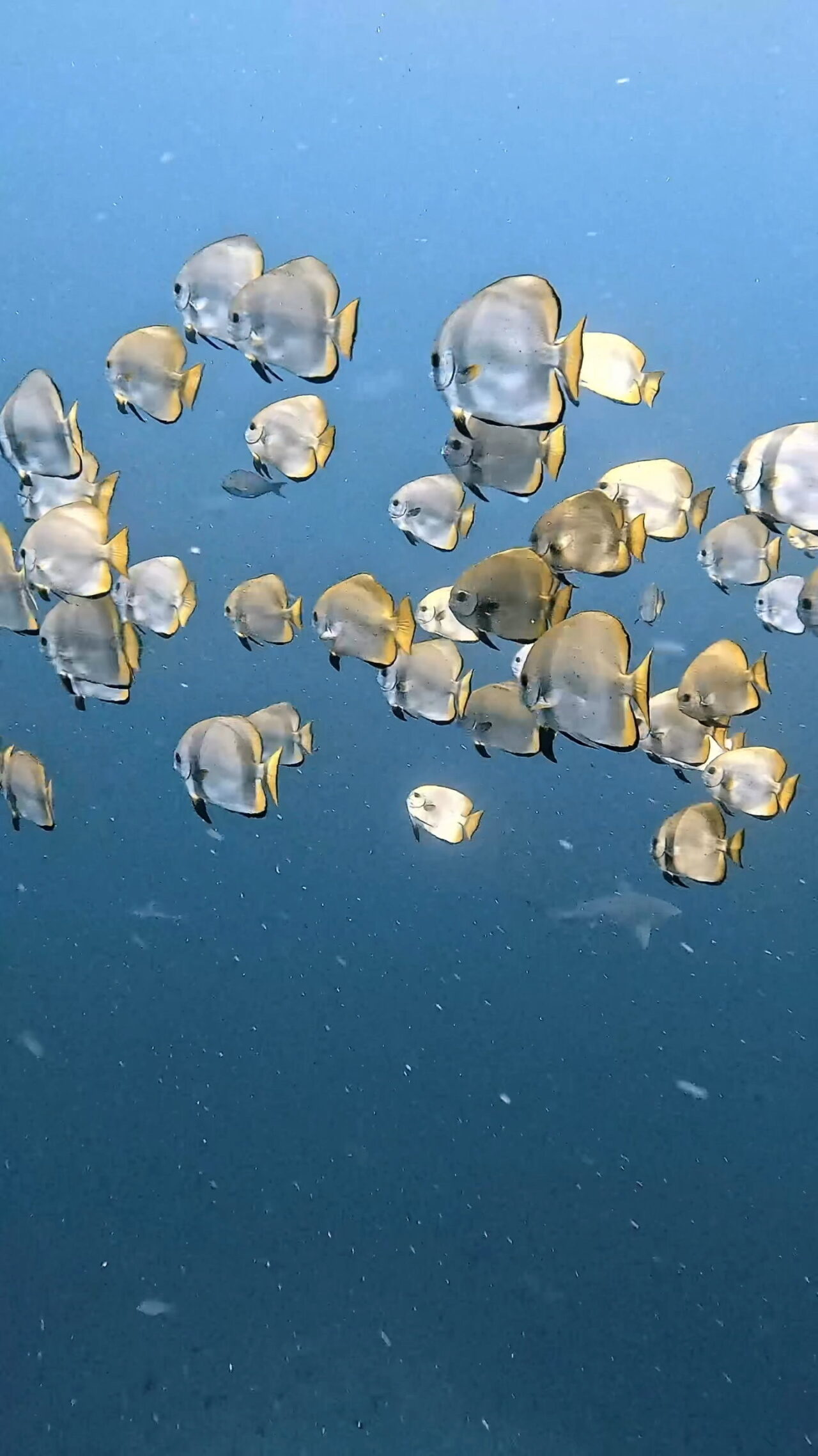 オニヒラアジ瞬間移動 ペリリューカット ペリリューエキスプレス ロングエキスプレス パラオ ペリリュー島のダイビングショップ|OMZオムズ