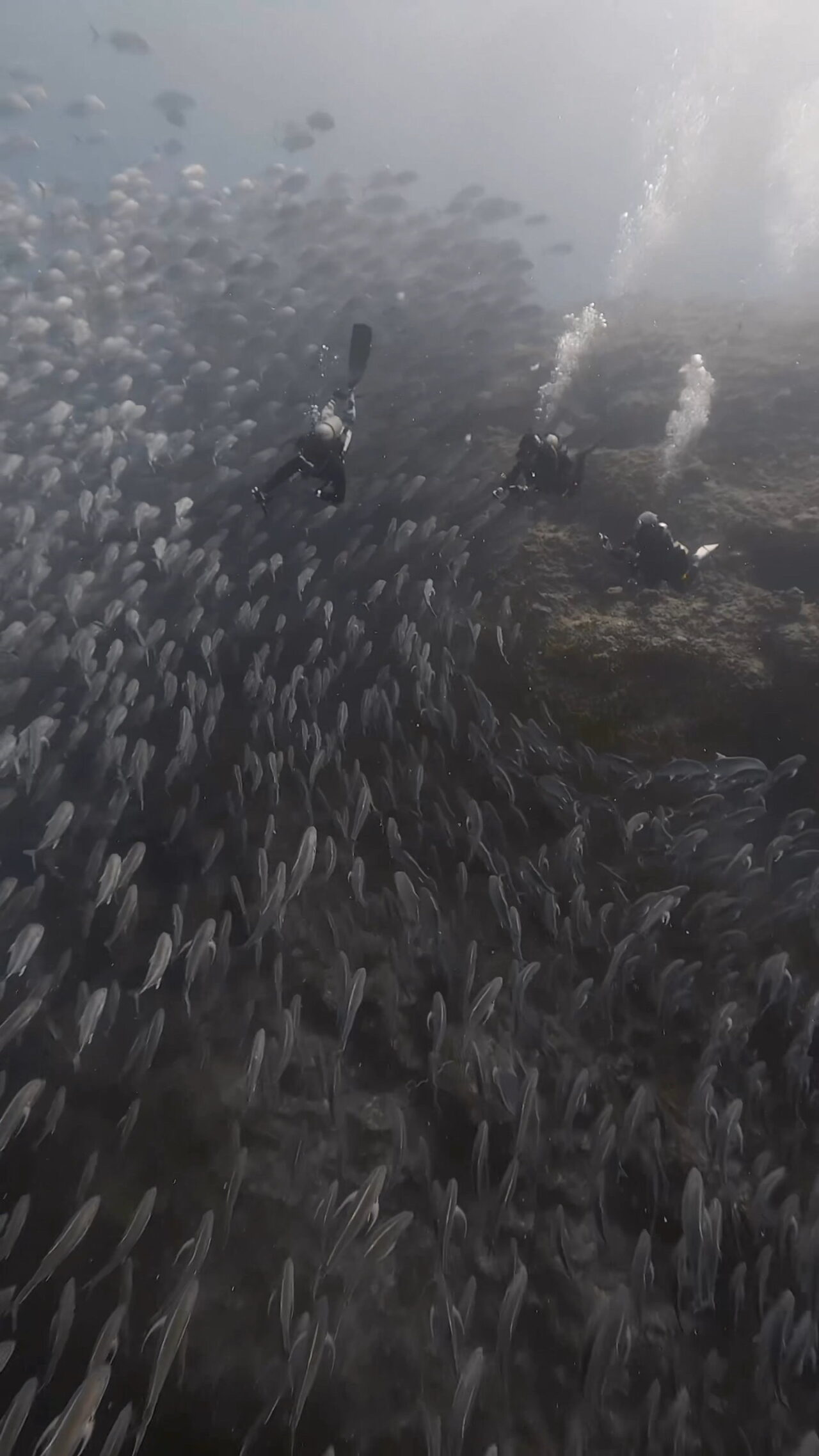 ぐちゃぐちゃオニヒラアジとロウニンアジ ペリリューコーナー ペリリューカット ペリリューエキスプレス オレンジビーチ パラオ ペリリュー島のダイビングショップ｜OMZオムズ