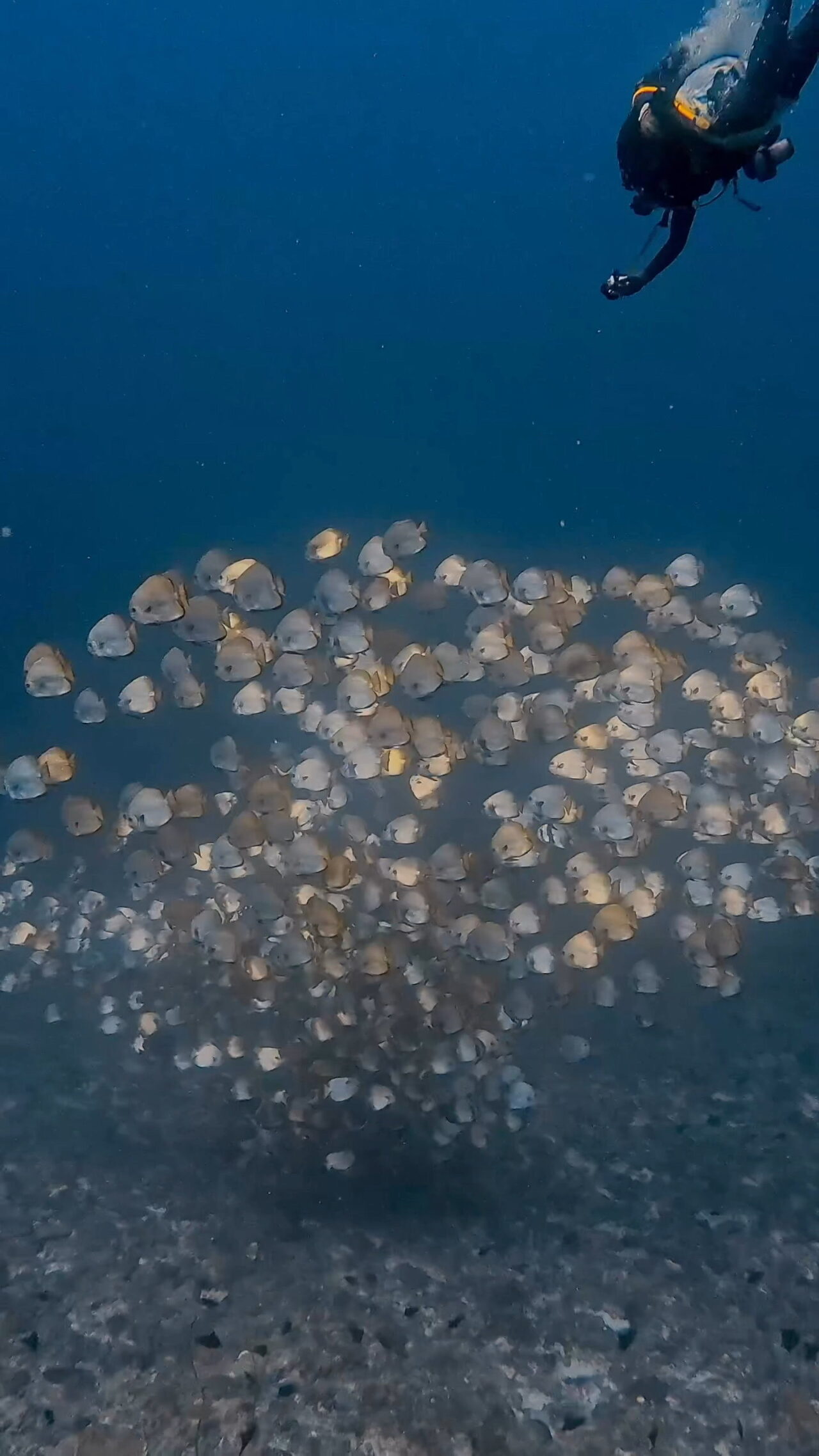 激流エキスプレス放精放卵 ペリリューカット ペリリューエキスプレス パラオ ペリリュー島のダイビングショップ|OMZオムズ