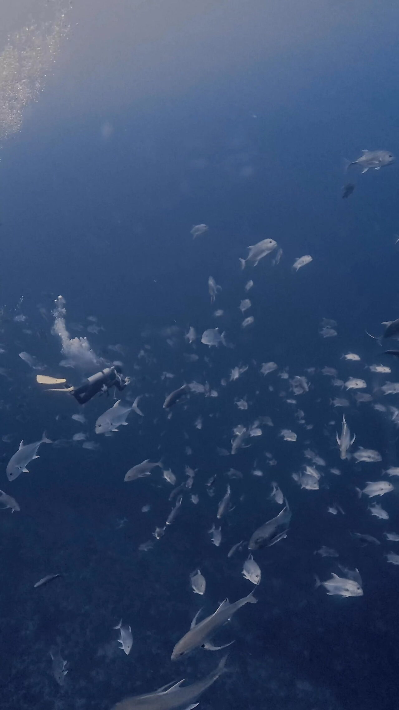 アクションダイビング ペリリューコーナー ペリリューカット ペリリューエキスプレス パラオ ペリリュー島のダイビングショップ｜OMZオムズ