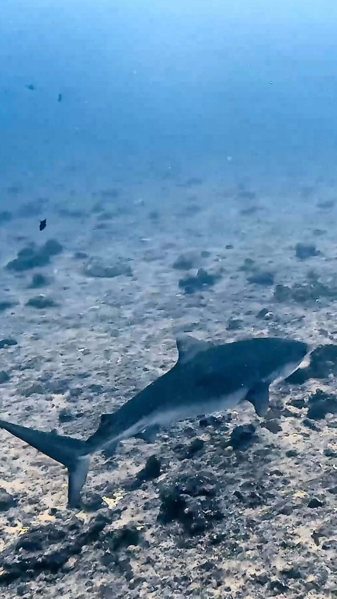 タイガーシャーク現る ペリリューコーナー ペリリューカット ペリリューエキスプレス タートルコーブ パラオ ペリリュー島のダイビングショップ|OMZオムズ