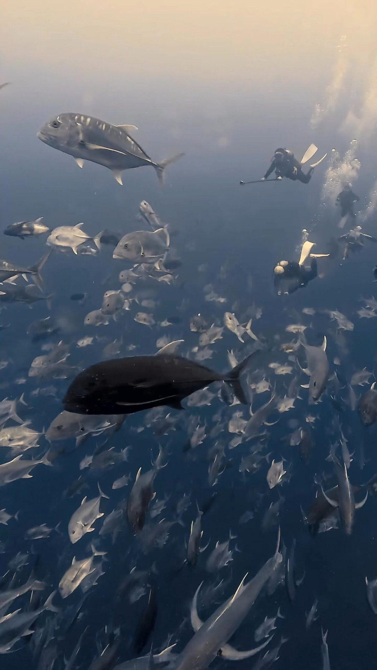 タイガーシャーク現る ペリリューコーナー ペリリューカット ペリリューエキスプレス タートルコーブ パラオ ペリリュー島のダイビングショップ|OMZオムズ