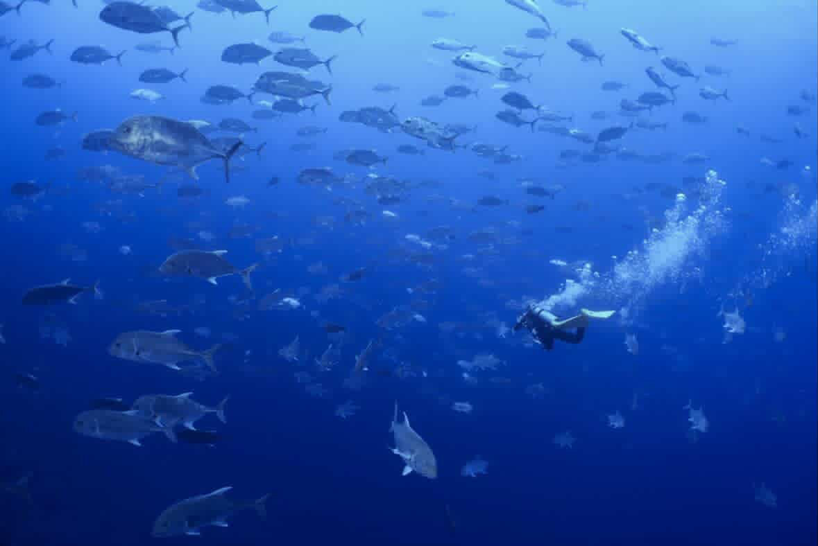 ブルと一緒に ペリリューコーナー ペリリューカット ペリリューエキスプレス パラオ ペリリュー島のダイビングショップ|OMZオムズ