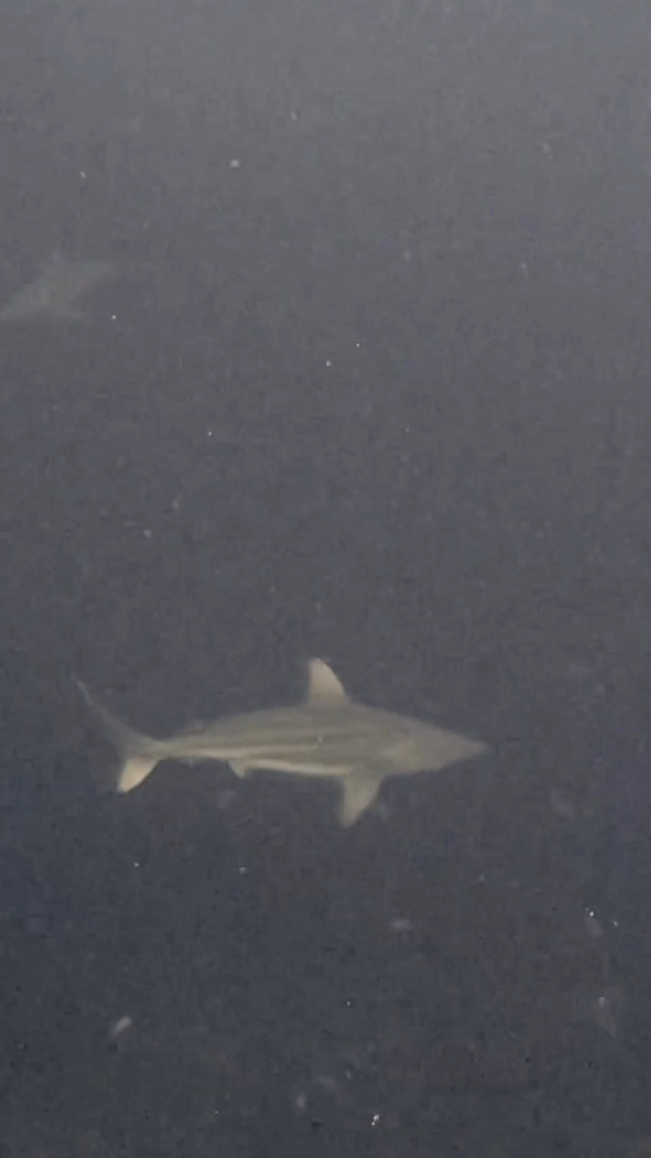 激流エキスプレス放精放卵 ペリリューカット ペリリューエキスプレス パラオ ペリリュー島のダイビングショップ|OMZオムズ