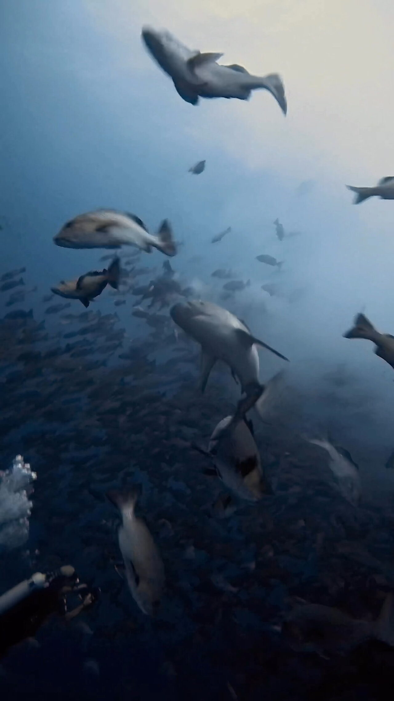 ブルシャーク、カマストガリザメ四方八方から ペリリューコーナー ペリリューカット ペリリューエキスプレス パラオ ペリリュー島のダイビングショップ|OMZオムズ