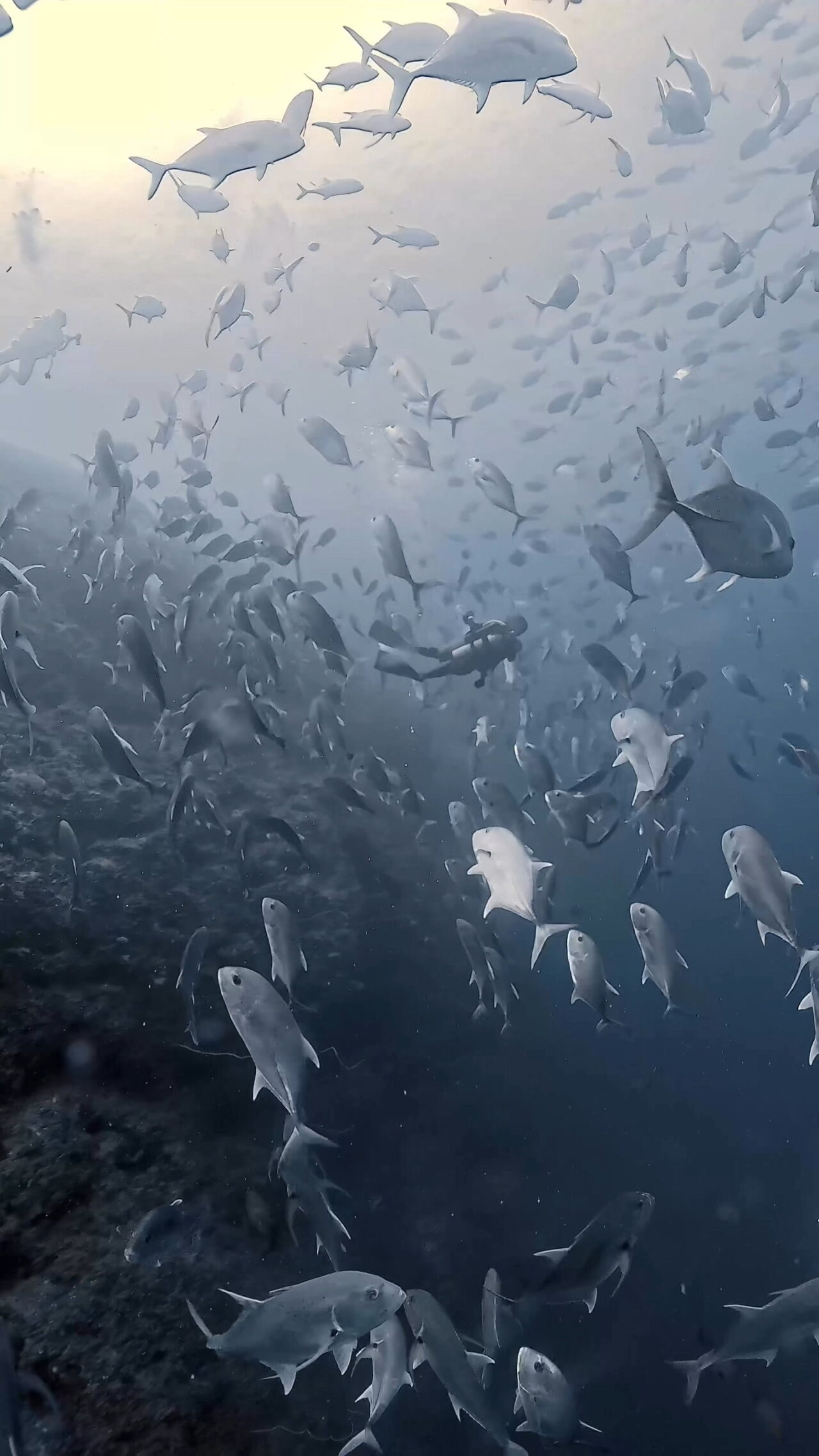 ロウニンアジ渦 ペリリューコーナー ペリリューカット ペリリューエキスプレス パラオ ペリリュー島のダイビングショップ｜OMZオムズ