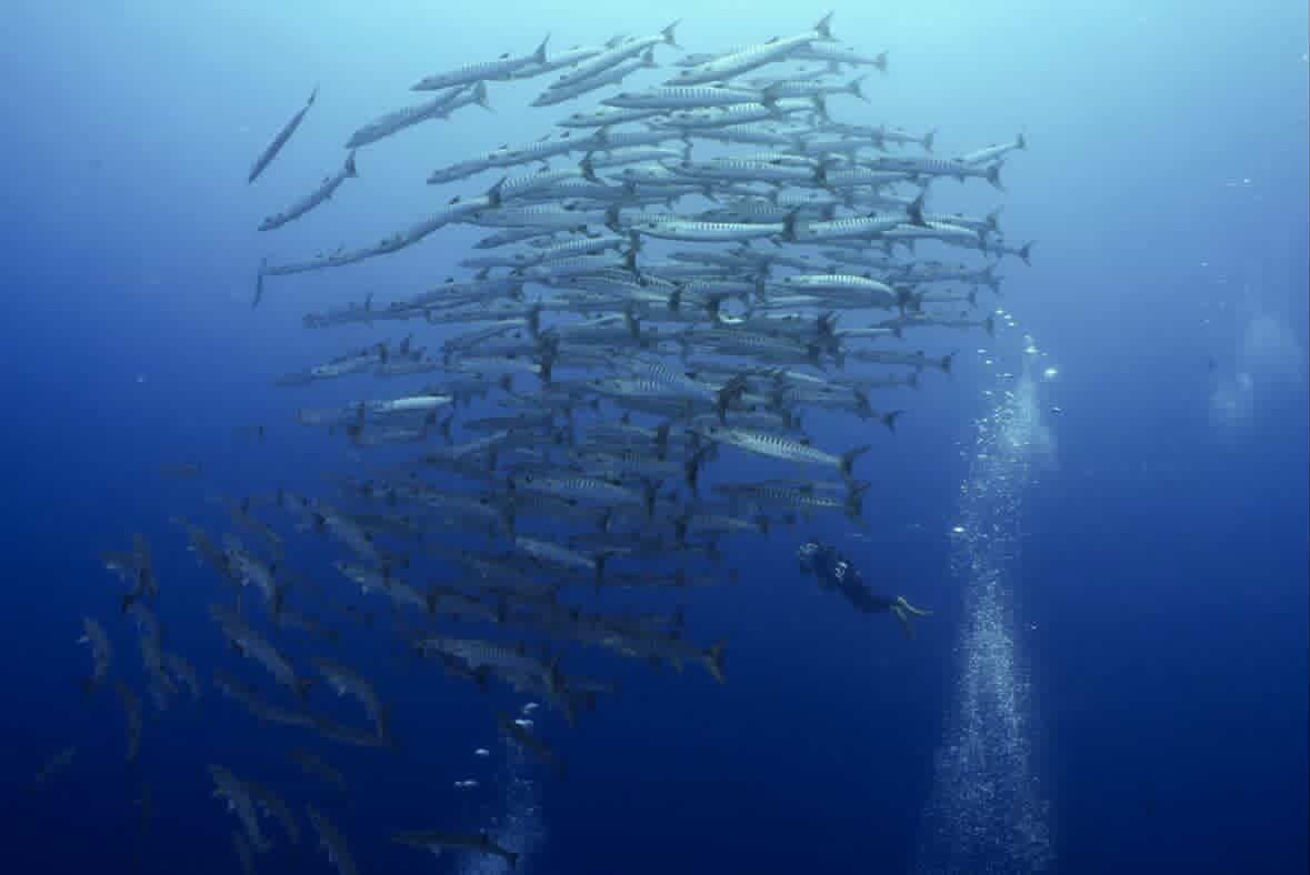 真っ白 ペリリューコーナー ペリリューカット ペリリューエキスプレス パラオ ペリリュー島のダイビングショップ|OMZオムズ