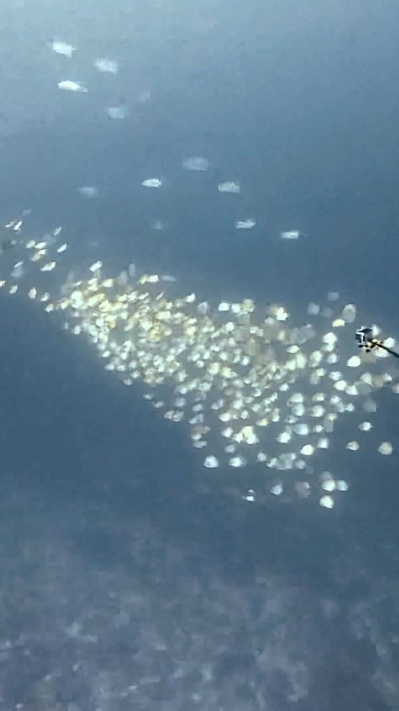 キラキラきらきら ペリリューエキスプレス ロングエキスプレス パラオ ペリリュー島のダイビングショップ｜OMZオムズ