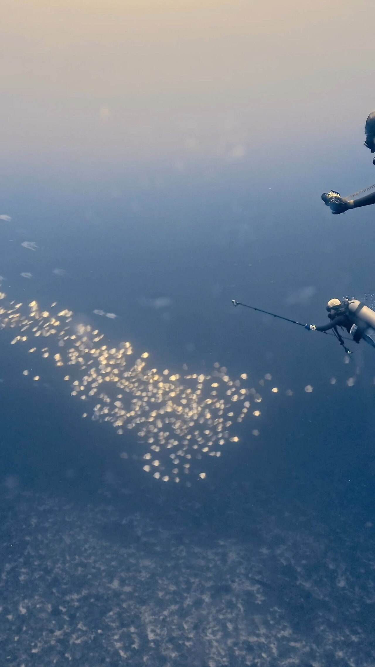 キラキラきらきら ペリリューエキスプレス ロングエキスプレス パラオ ペリリュー島のダイビングショップ｜OMZオムズ