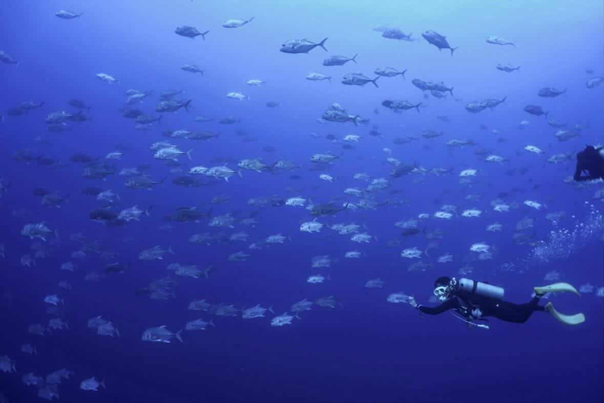 ブルと一緒に ペリリューコーナー ペリリューカット ペリリューエキスプレス パラオ ペリリュー島のダイビングショップ|OMZオムズ