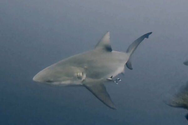 バラフエダイを狙うブルシャーク