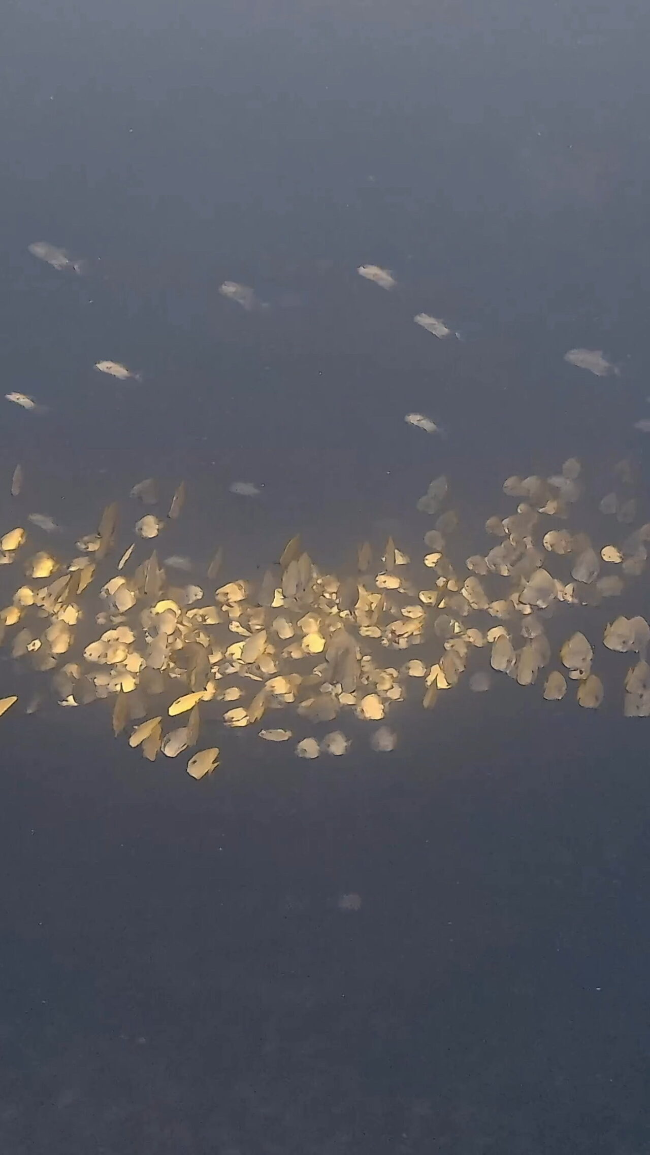 キラキラきらきら ペリリューエキスプレス ロングエキスプレス パラオ ペリリュー島のダイビングショップ｜OMZオムズ