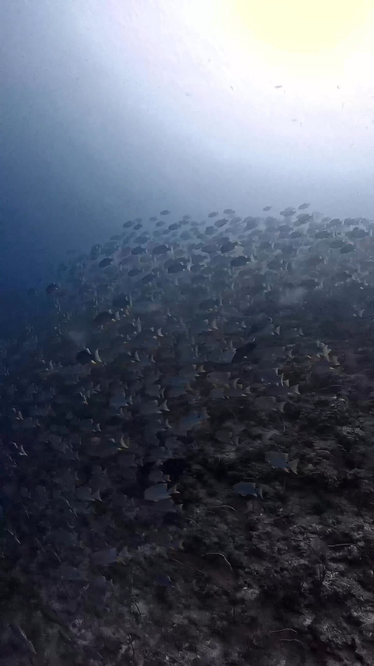 春のイレズミフエダイ始まる2026.03 ロングエキスプレス イエローウォール パラオ ペリリュー島のダイビングショップ｜OMZオムズ