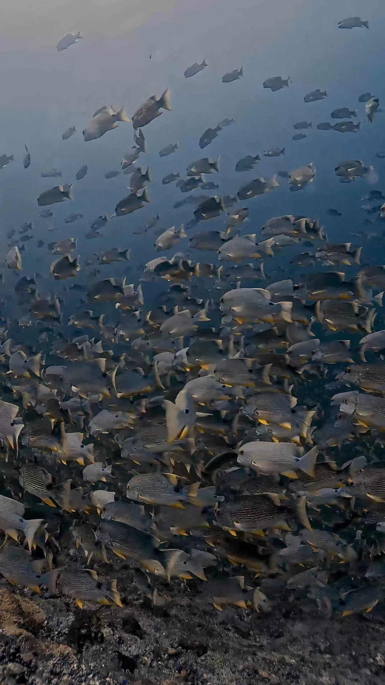 insta360とイレズミフエダイ ペリリューコーナー ペリリューカット ペリリューエキスプレス パラオ ペリリュー島のダイビングショップ｜OMZオムズ