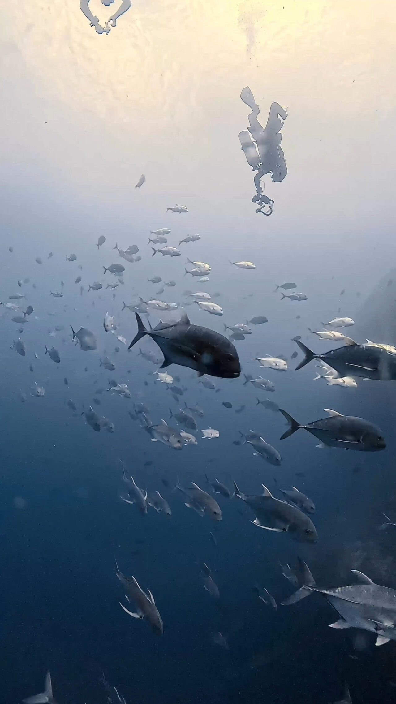 アクションダイビング ペリリューコーナー ペリリューカット ペリリューエキスプレス パラオ ペリリュー島のダイビングショップ｜OMZオムズ