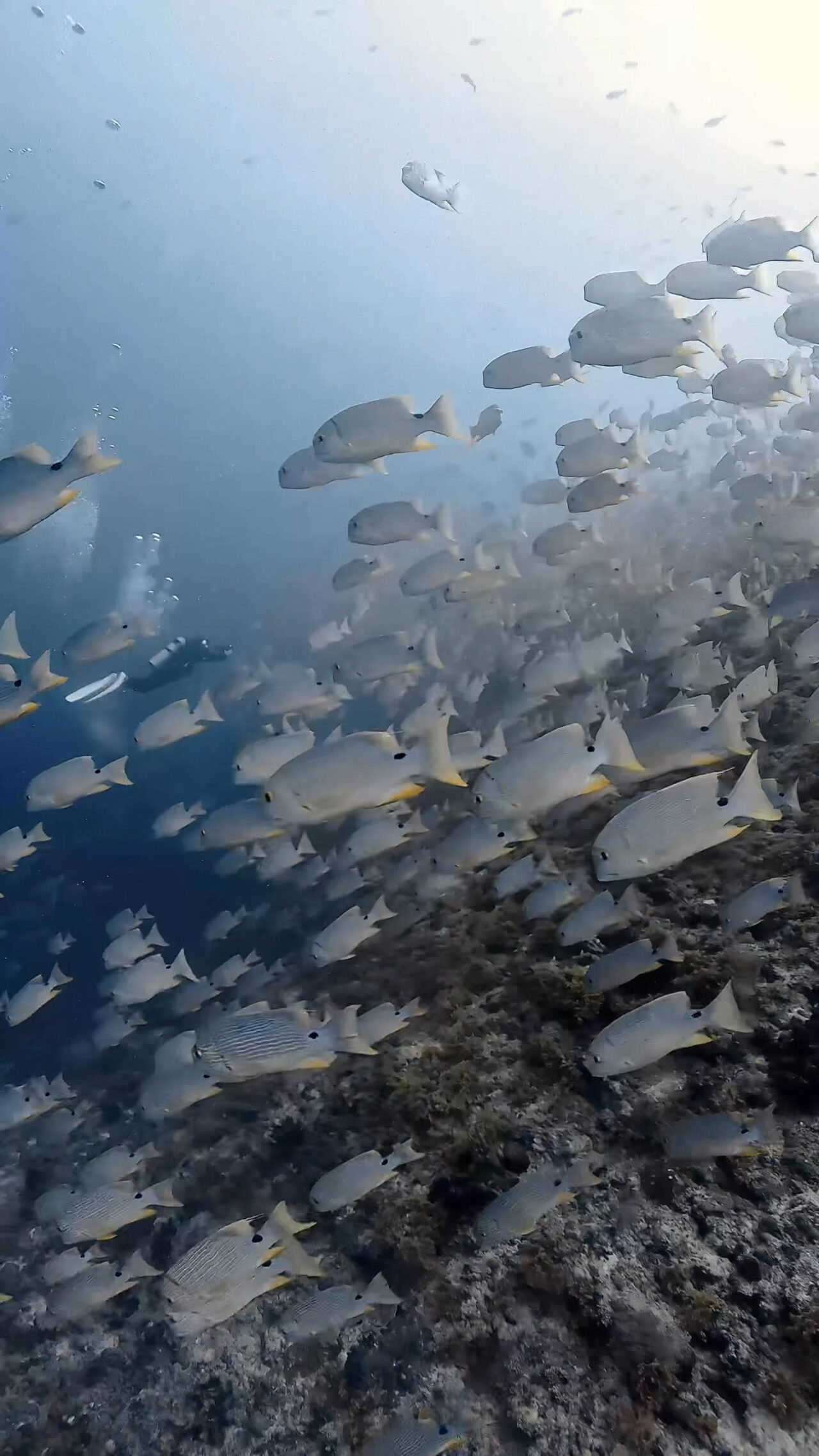 春のイレズミフエダイ始まる2026.03 ロングエキスプレス イエローウォール パラオ ペリリュー島のダイビングショップ｜OMZオムズ