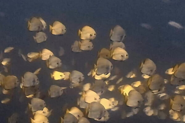 キラキラきらきら