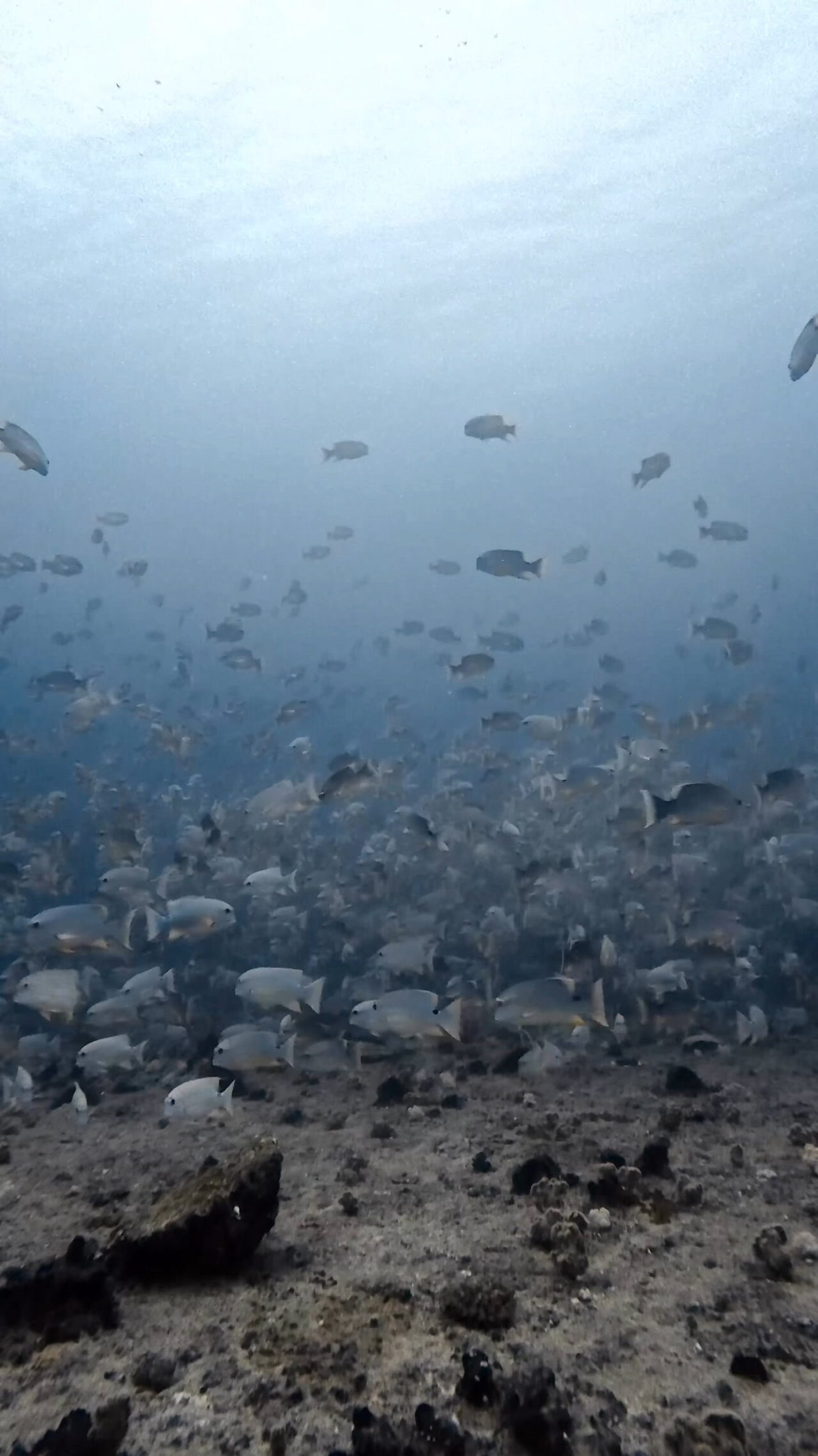 キラキラきらきら ペリリューエキスプレス ロングエキスプレス パラオ ペリリュー島のダイビングショップ｜OMZオムズ