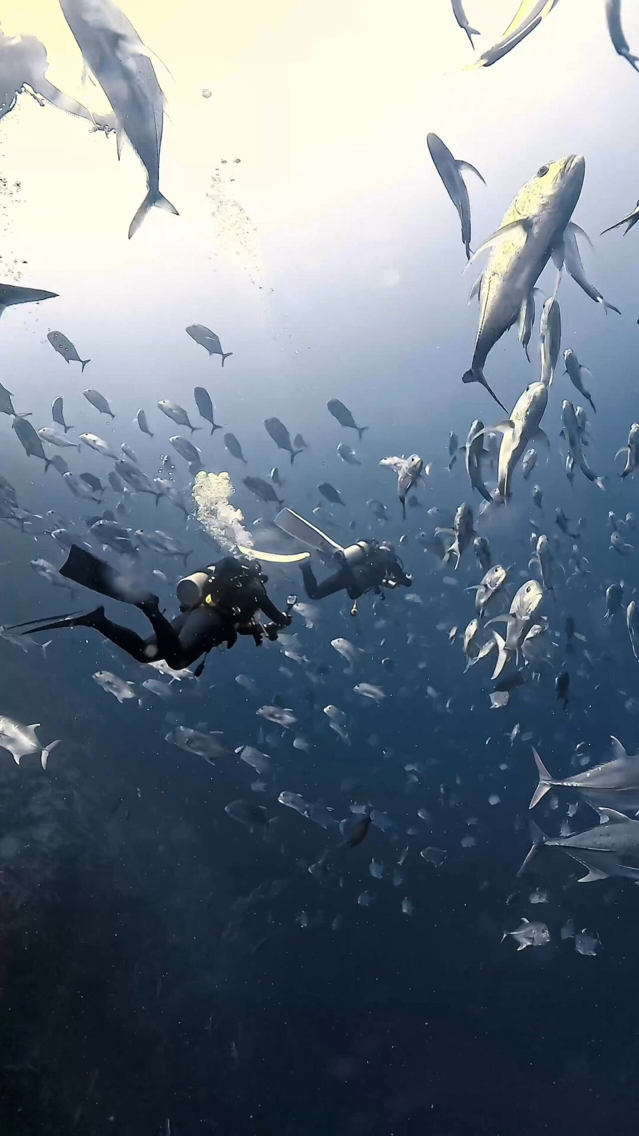 オニヒラアジ瞬間移動 ペリリューカット ペリリューエキスプレス ロングエキスプレス パラオ ペリリュー島のダイビングショップ|OMZオムズ