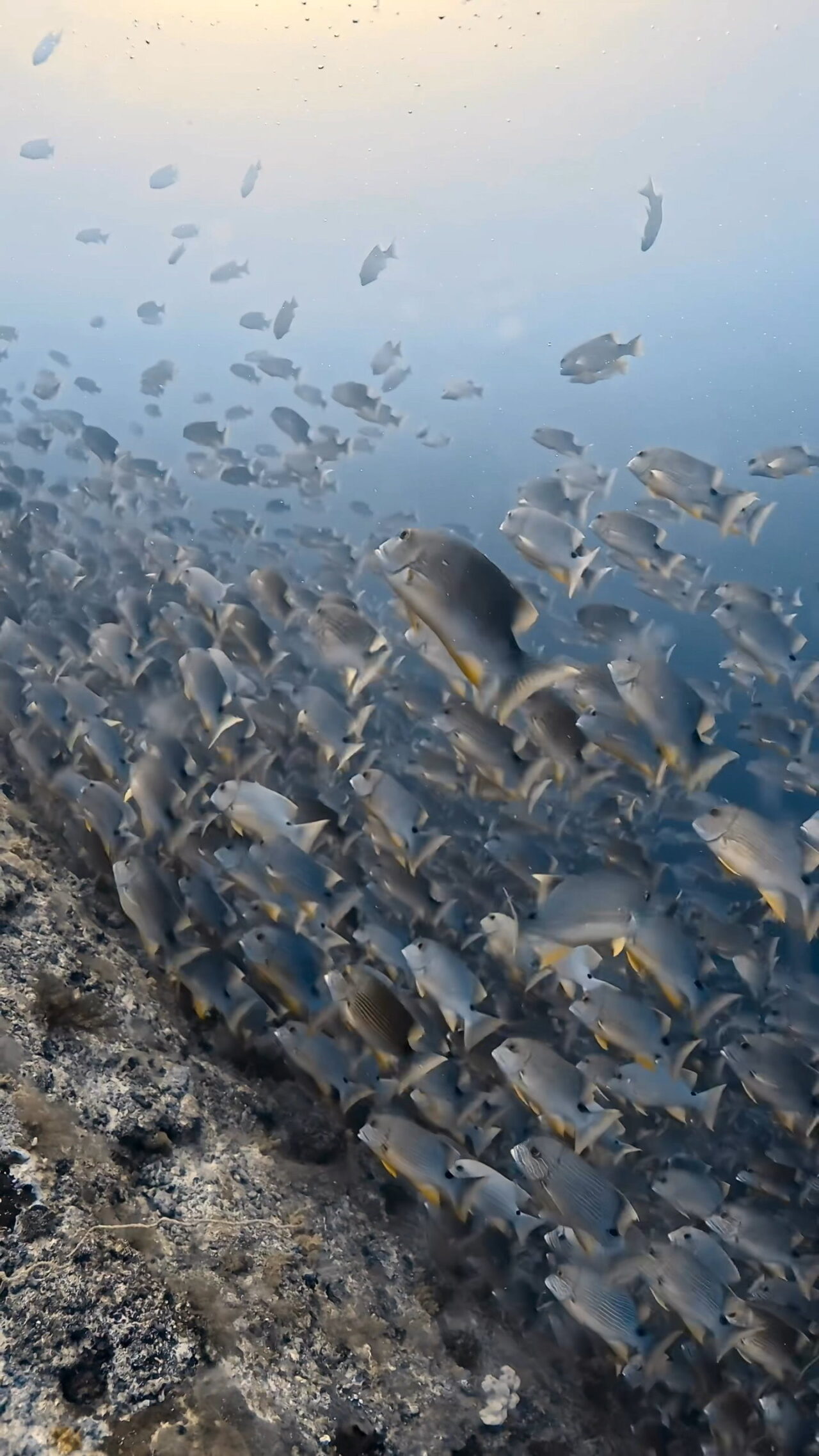 激流エキスプレス放精放卵 ペリリューカット ペリリューエキスプレス パラオ ペリリュー島のダイビングショップ|OMZオムズ