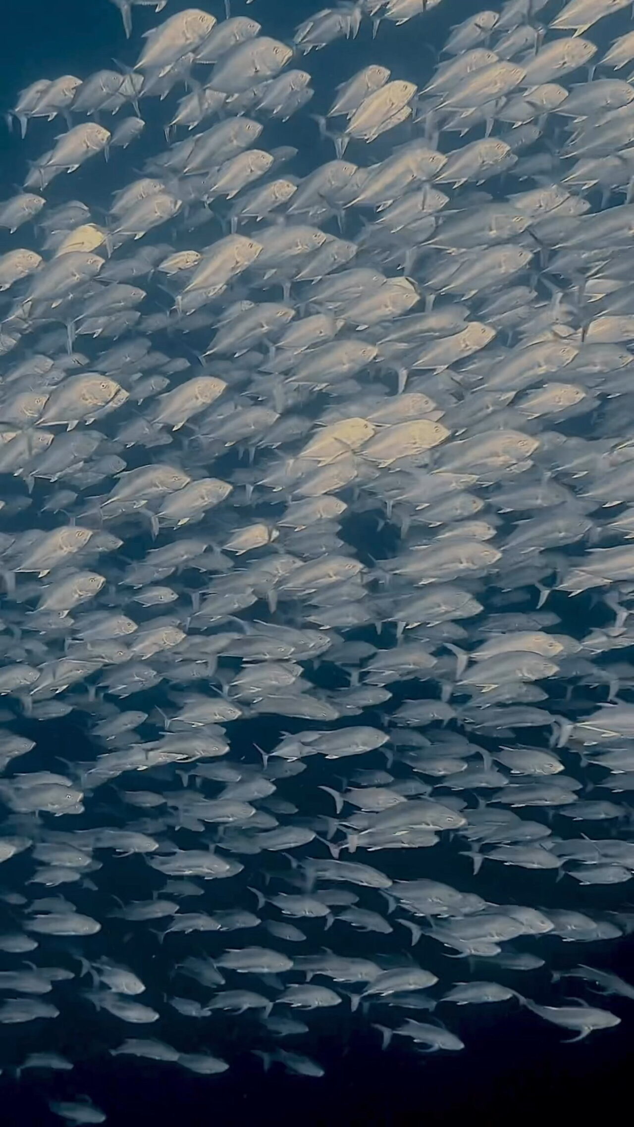 オニヒラアジ瞬間移動 ペリリューカット ペリリューエキスプレス ロングエキスプレス パラオ ペリリュー島のダイビングショップ|OMZオムズ