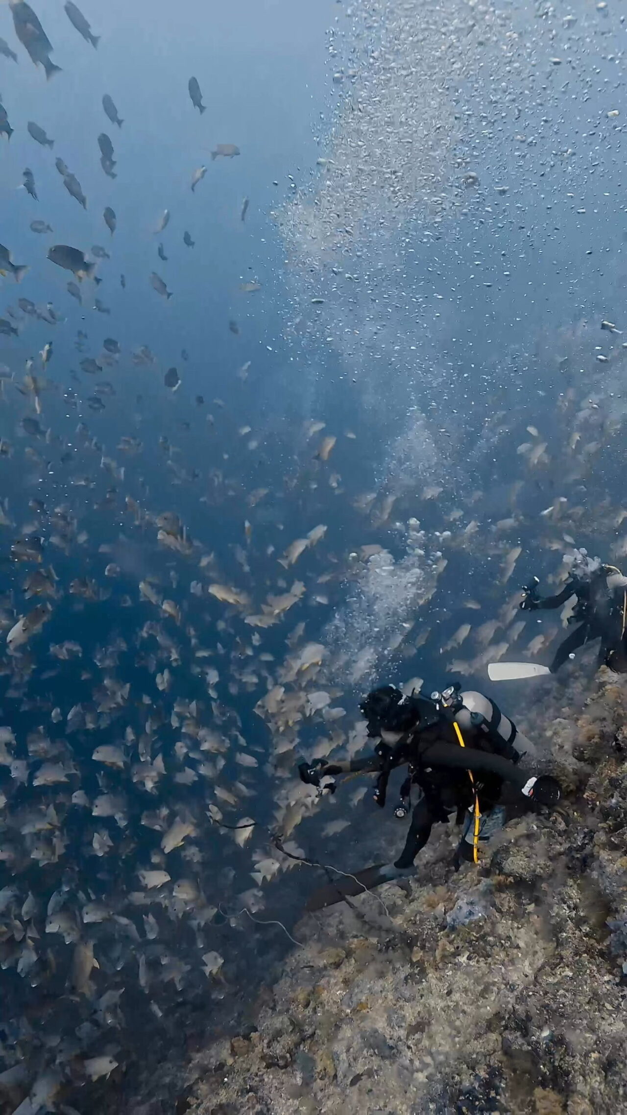 激流エキスプレス放精放卵 ペリリューカット ペリリューエキスプレス パラオ ペリリュー島のダイビングショップ|OMZオムズ