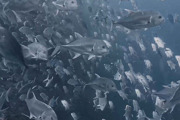 ロウニンアジ渦